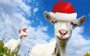 Jingle Goats