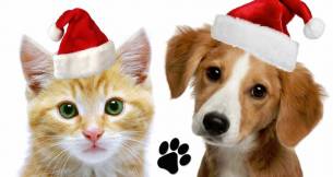 Jingle Bells - Perros y gatos